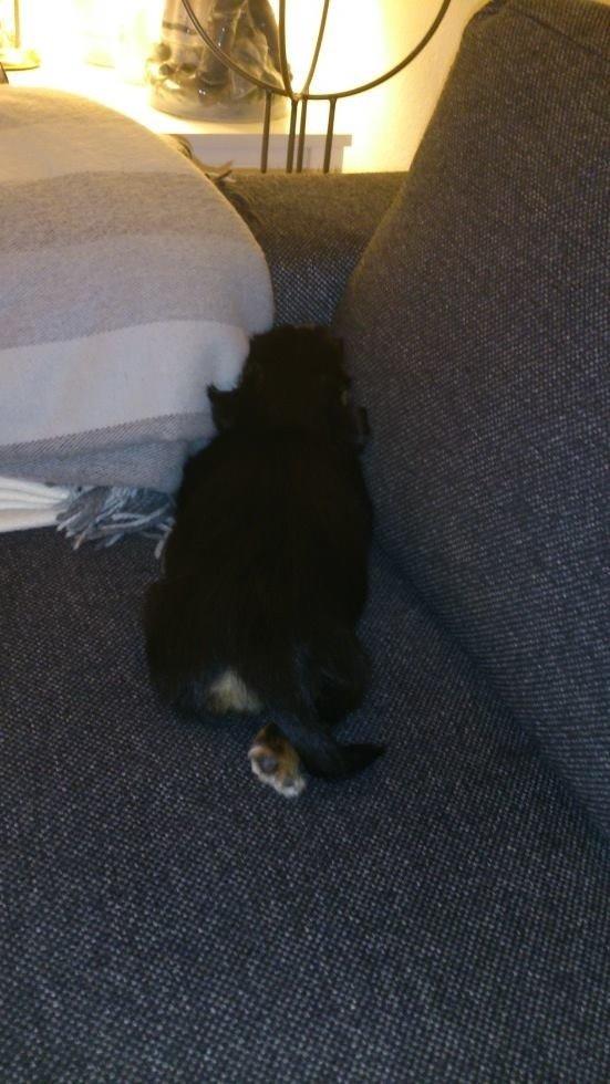 Blanding af racer Bella billede 9