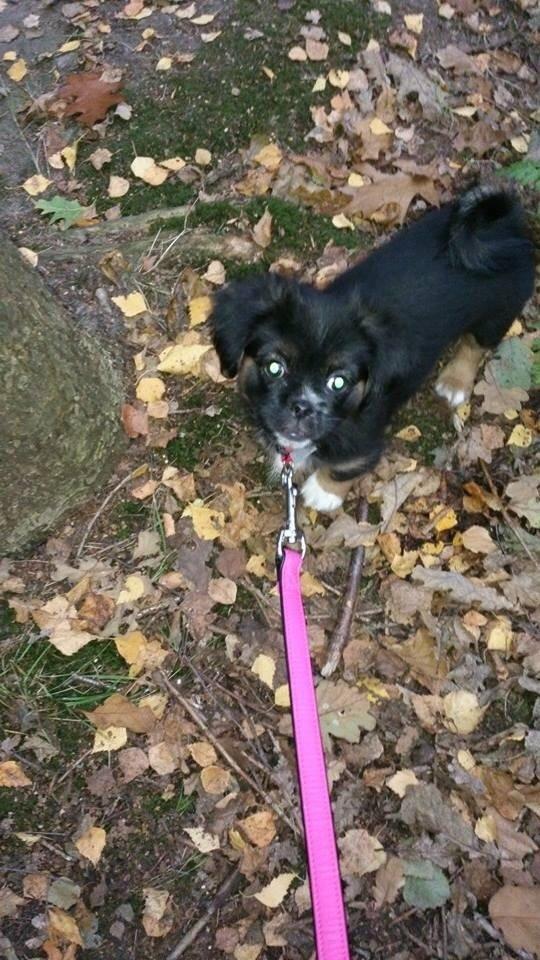 Blanding af racer Bella billede 10