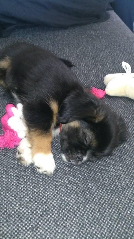 Blanding af racer Bella billede 11