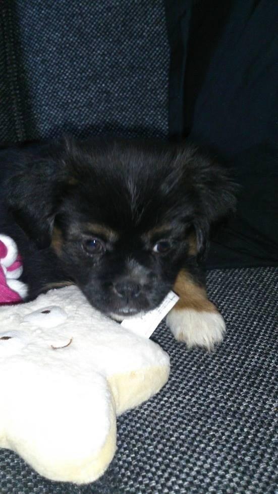 Blanding af racer Bella billede 12