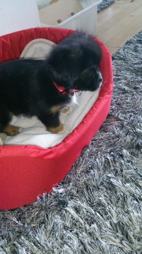 Blanding af racer Bella billede 13