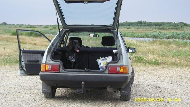 Blanding af racer Dæus billede 1