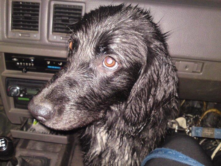 Blanding af racer Dæus billede 2