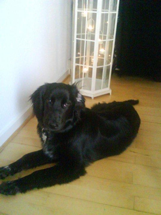 Blanding af racer Dæus billede 3