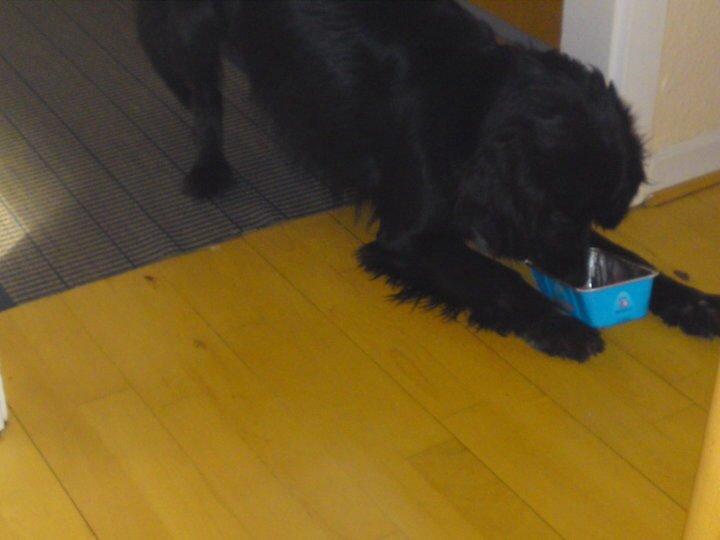 Blanding af racer Dæus billede 4