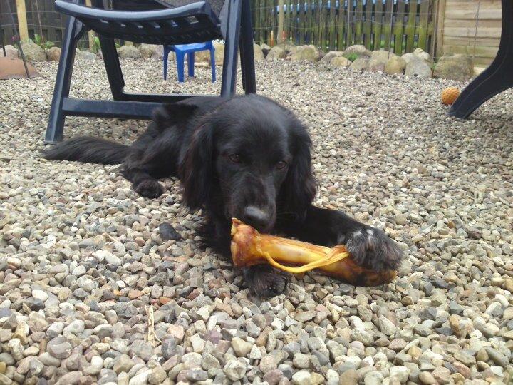 Blanding af racer Dæus billede 5