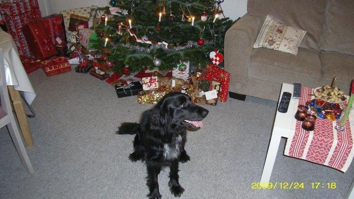 Blanding af racer Dæus billede 6