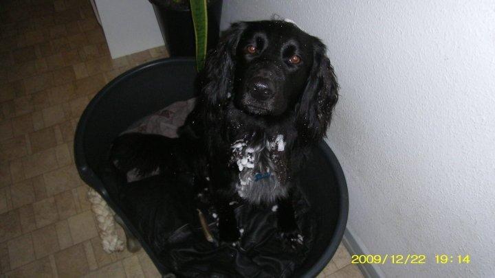 Blanding af racer Dæus billede 7