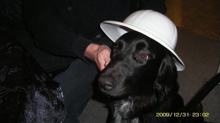 Blanding af racer Dæus billede 8