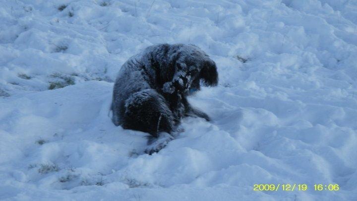 Blanding af racer Dæus billede 9