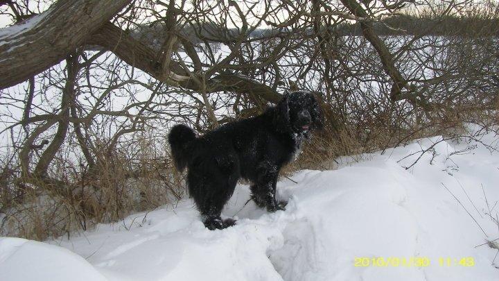 Blanding af racer Dæus billede 10