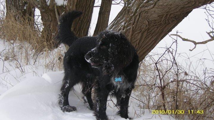 Blanding af racer Dæus billede 11