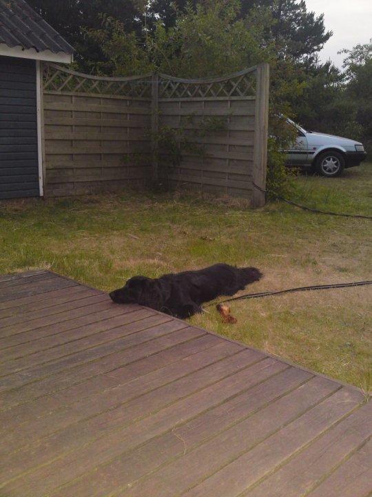 Blanding af racer Dæus billede 12