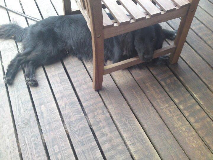 Blanding af racer Dæus billede 13