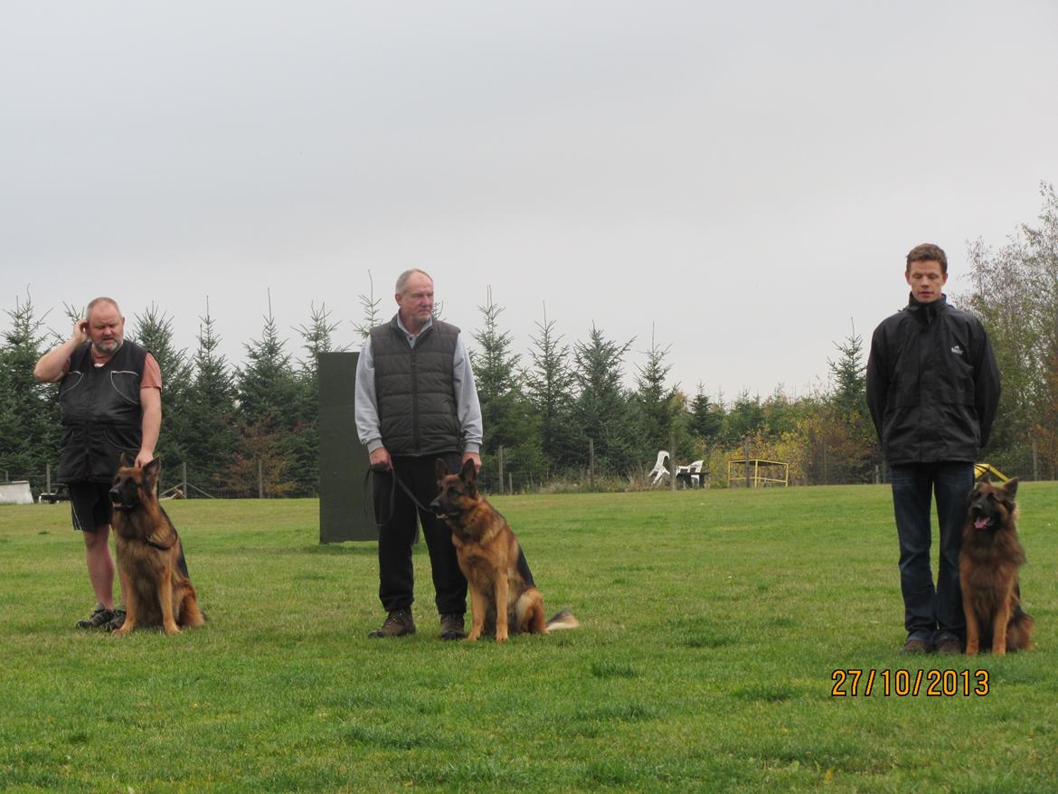 Schæferhund Akacias Quando - FP 27. oktober 2013 billede 23