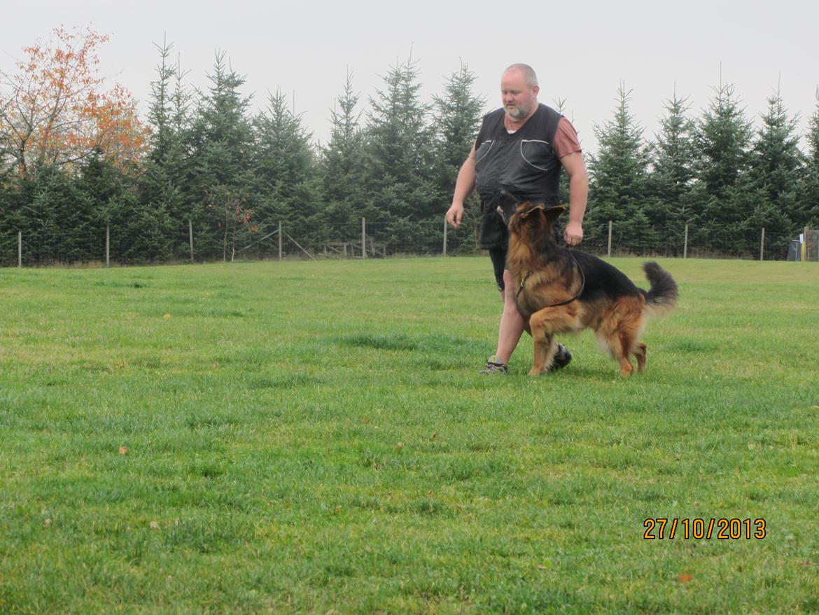 Schæferhund Akacias Quando - FP 27. oktober 2013 billede 1