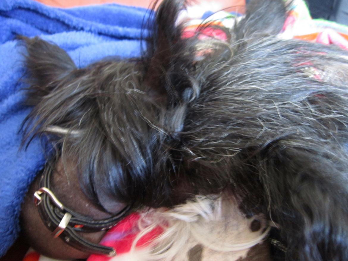 Chinese crested hårløs Belika - Belika til Venstre og Calle til højre, sover kind mod kind. billede 36