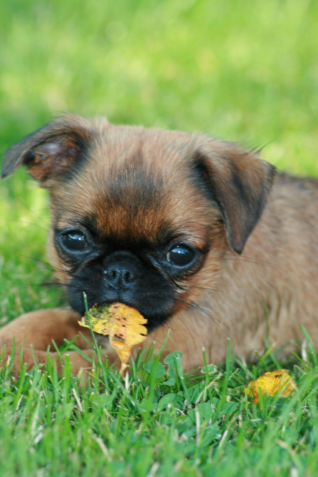 Griffon petit brabancon Calaya billede 3