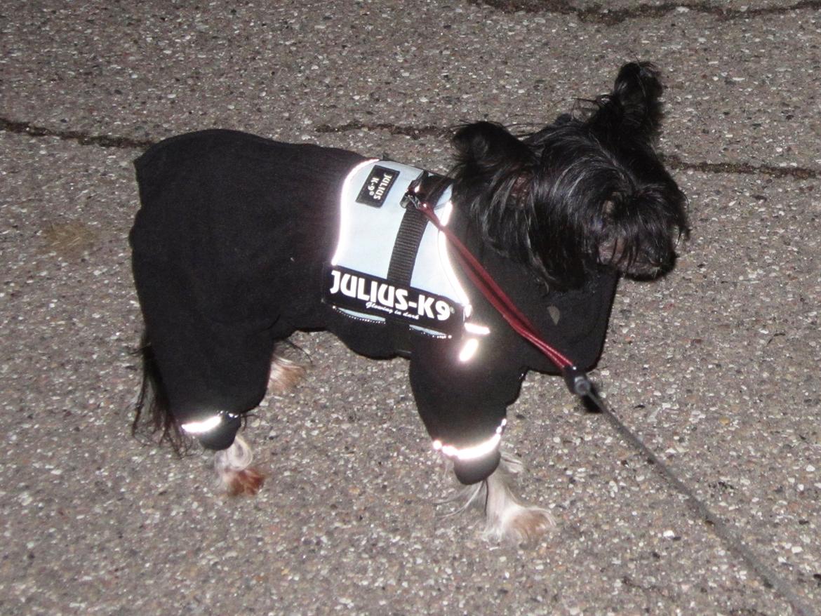 Chinese crested hårløs Belika - Så blev det efterår og tid til vintertøjet. billede 38