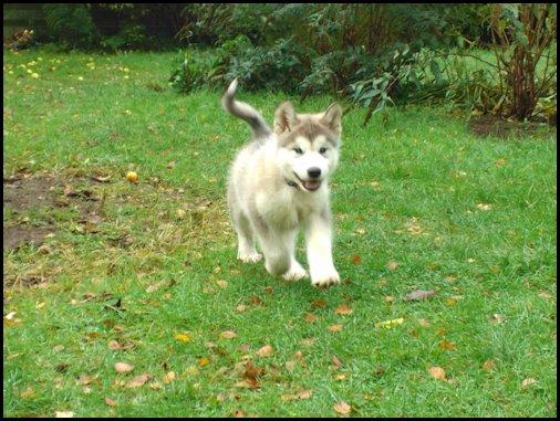 Alaskan malamute Mojo kennel Navn Ice cloud - 8 uger billede 2