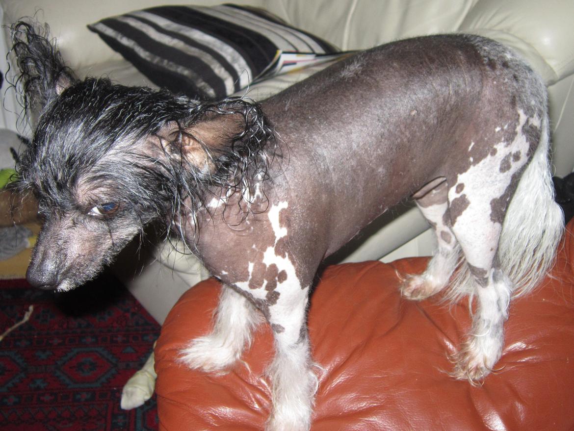 Chinese crested hårløs Calle - Calle er sjældent stolt efter et bad billede 18