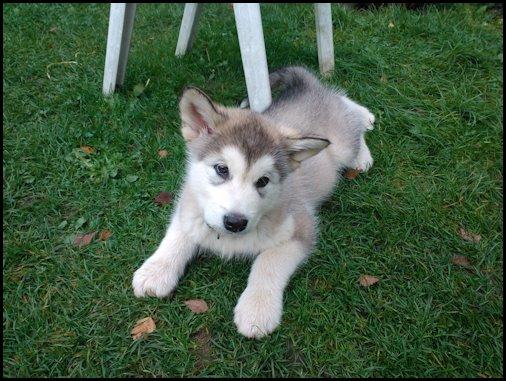 Alaskan malamute Mojo kennel Navn Ice cloud - 8 uger billede 3