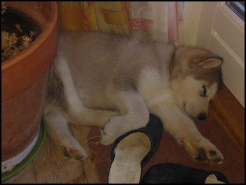 Alaskan malamute Mojo kennel Navn Ice cloud - 9 uger billede 4