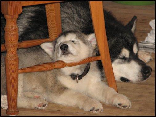 Alaskan malamute Mojo kennel Navn Ice cloud - 9 uger billede 5