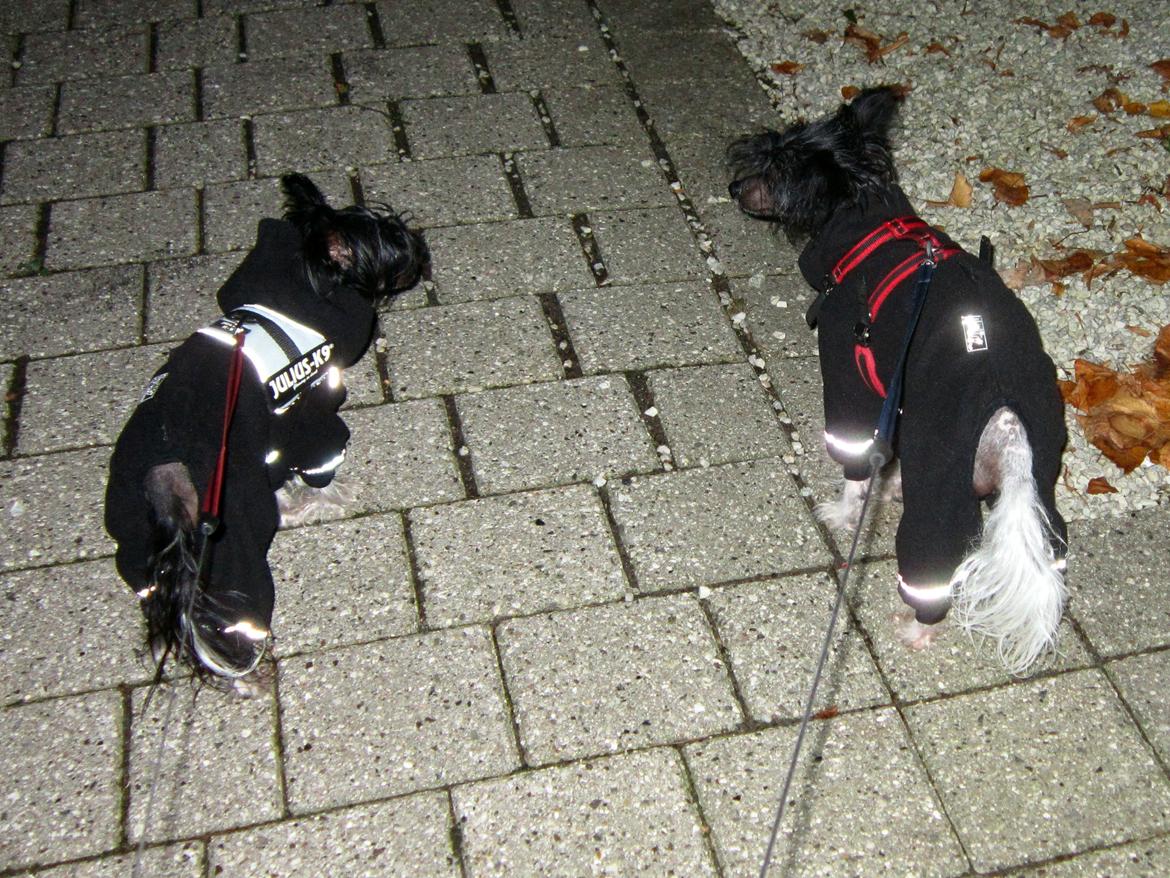 Chinese crested hårløs Calle - Så blev det efterår. Det er Calle til højre billede 16