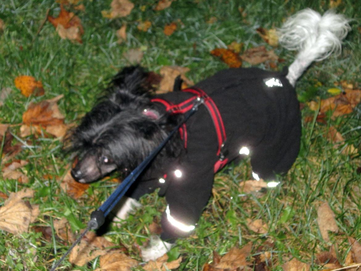 Chinese crested hårløs Calle billede 17