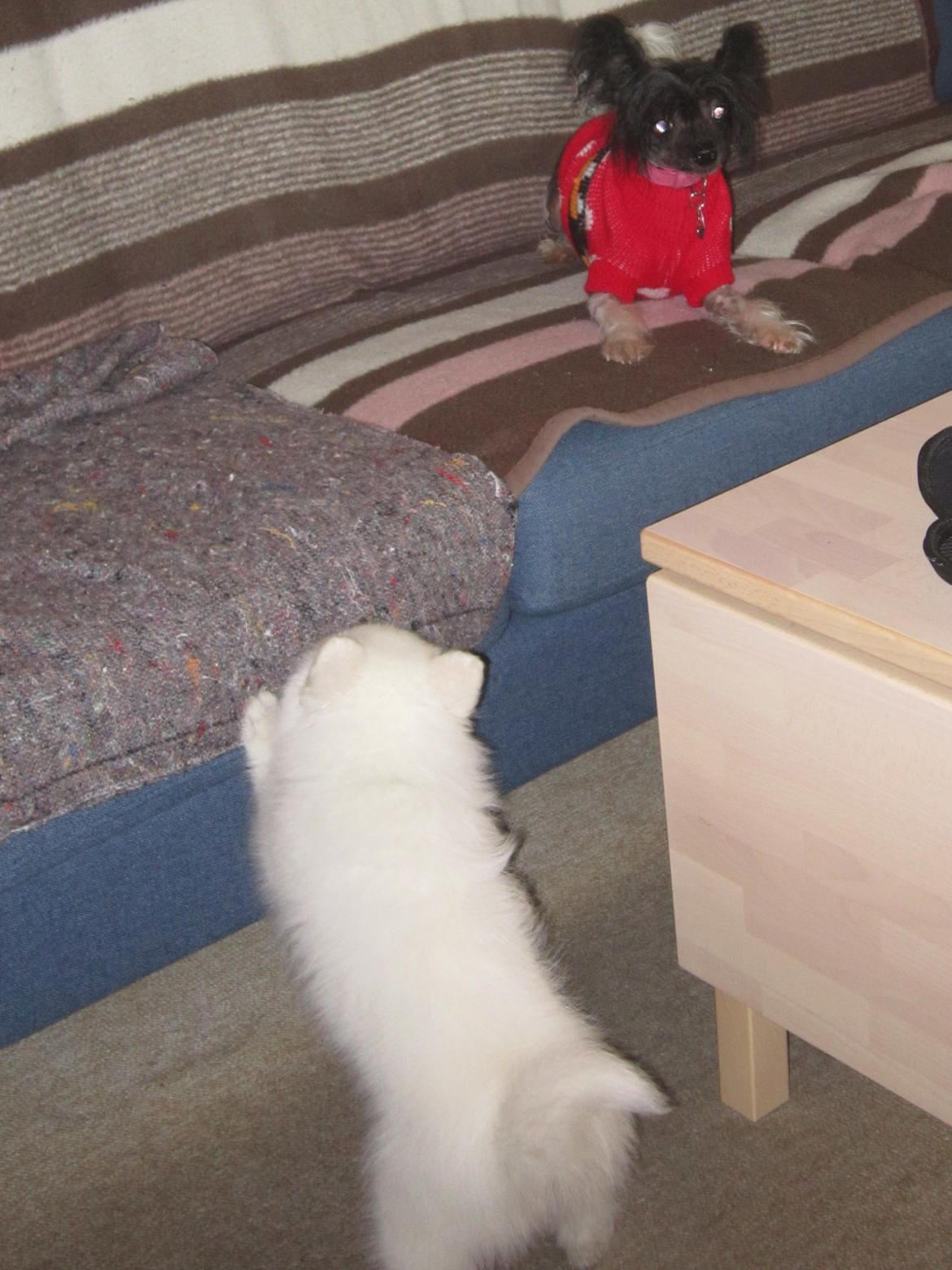 Chinese crested hårløs Calle - Calle og Gibbs (venindes hvalp) første møde billede 12