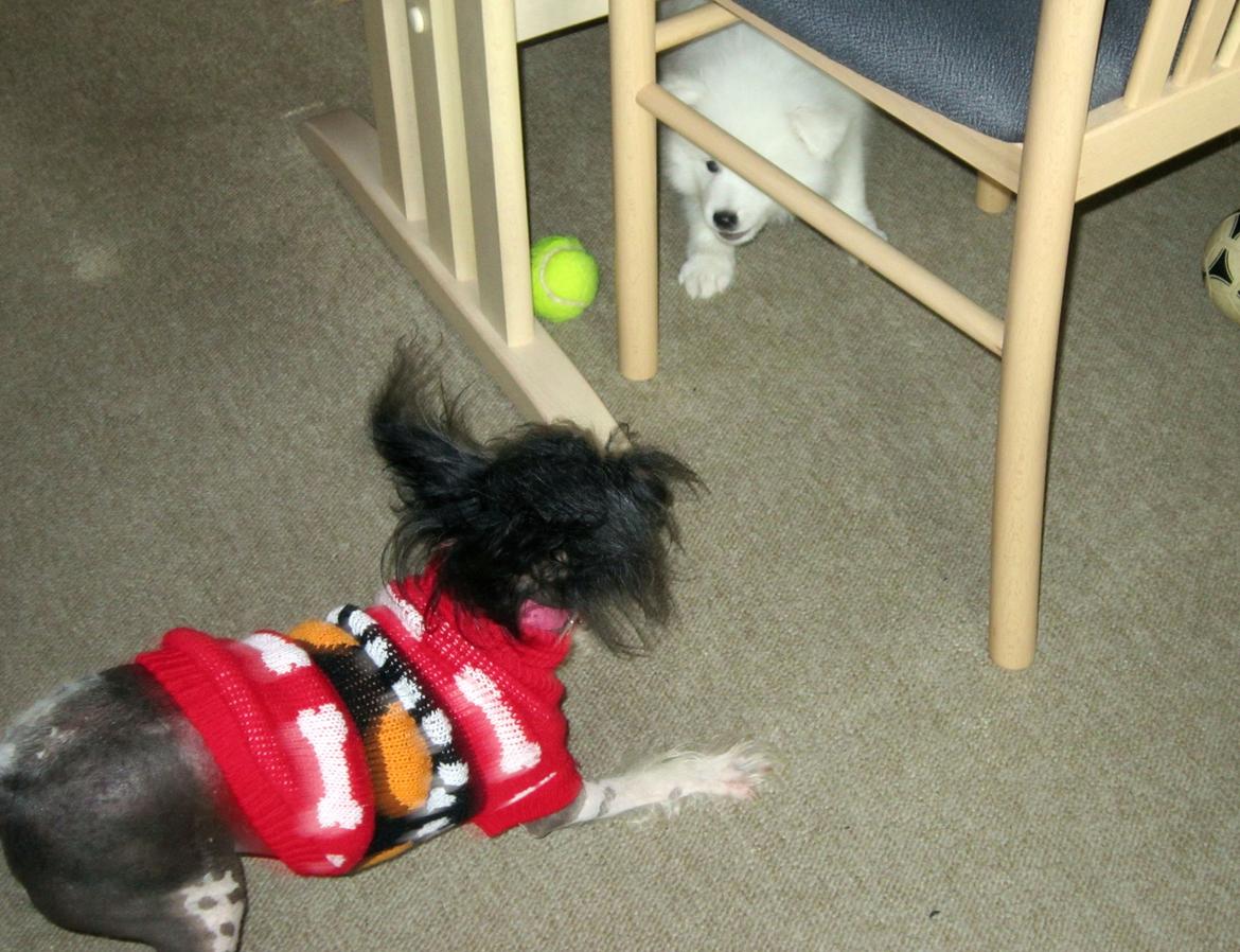 Chinese crested hårløs Calle billede 13