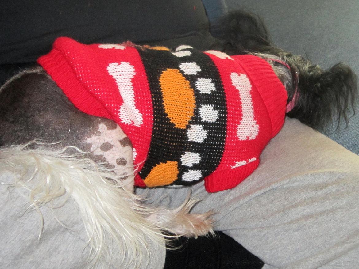 Chinese crested hårløs Calle - Hvor bliver man træt af at lege med sådan en hvalp billede 14