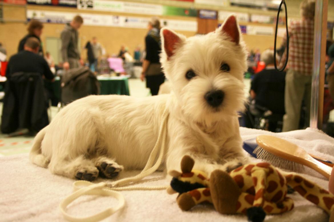 West highland white terrier Hailie billede 48