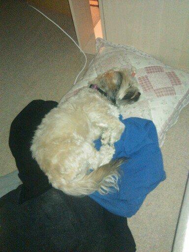 Shih tzu Tinka - sover trygt og godt på mit tøj  . <3 billede 7