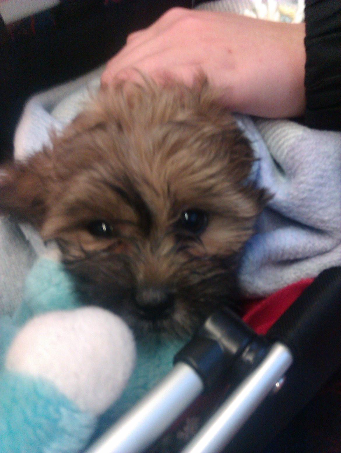 Shih tzu Tinka - den dag vi hentede tinka i gilleleje hun var 8 uger og helt brun :)  billede 8