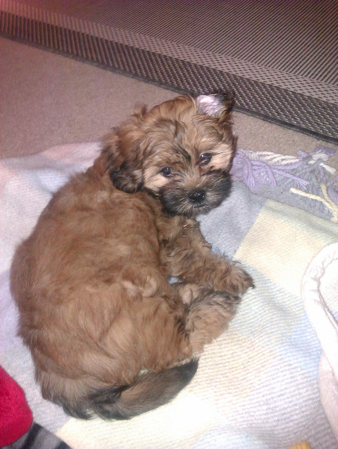 Shih tzu Tinka billede 9