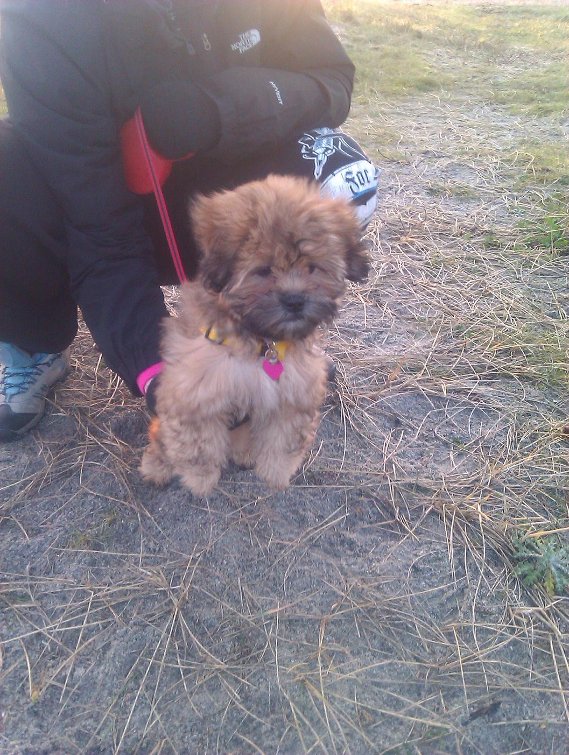 Shih tzu Tinka billede 10