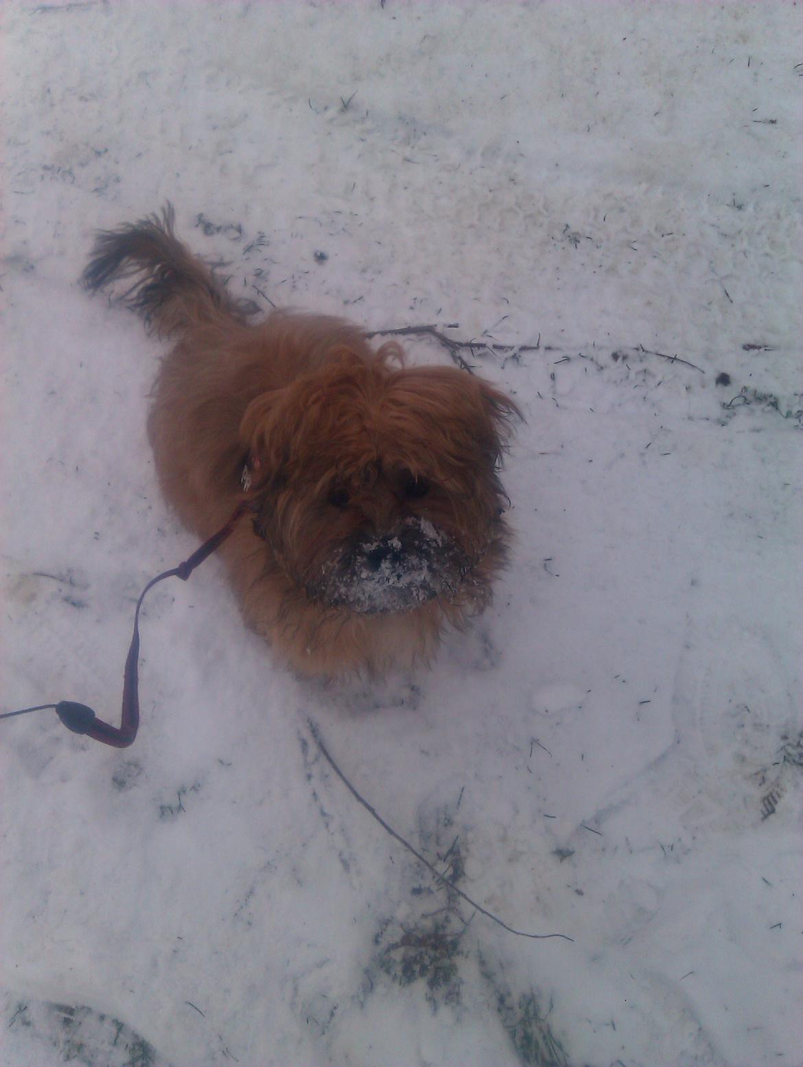 Shih tzu Tinka billede 11