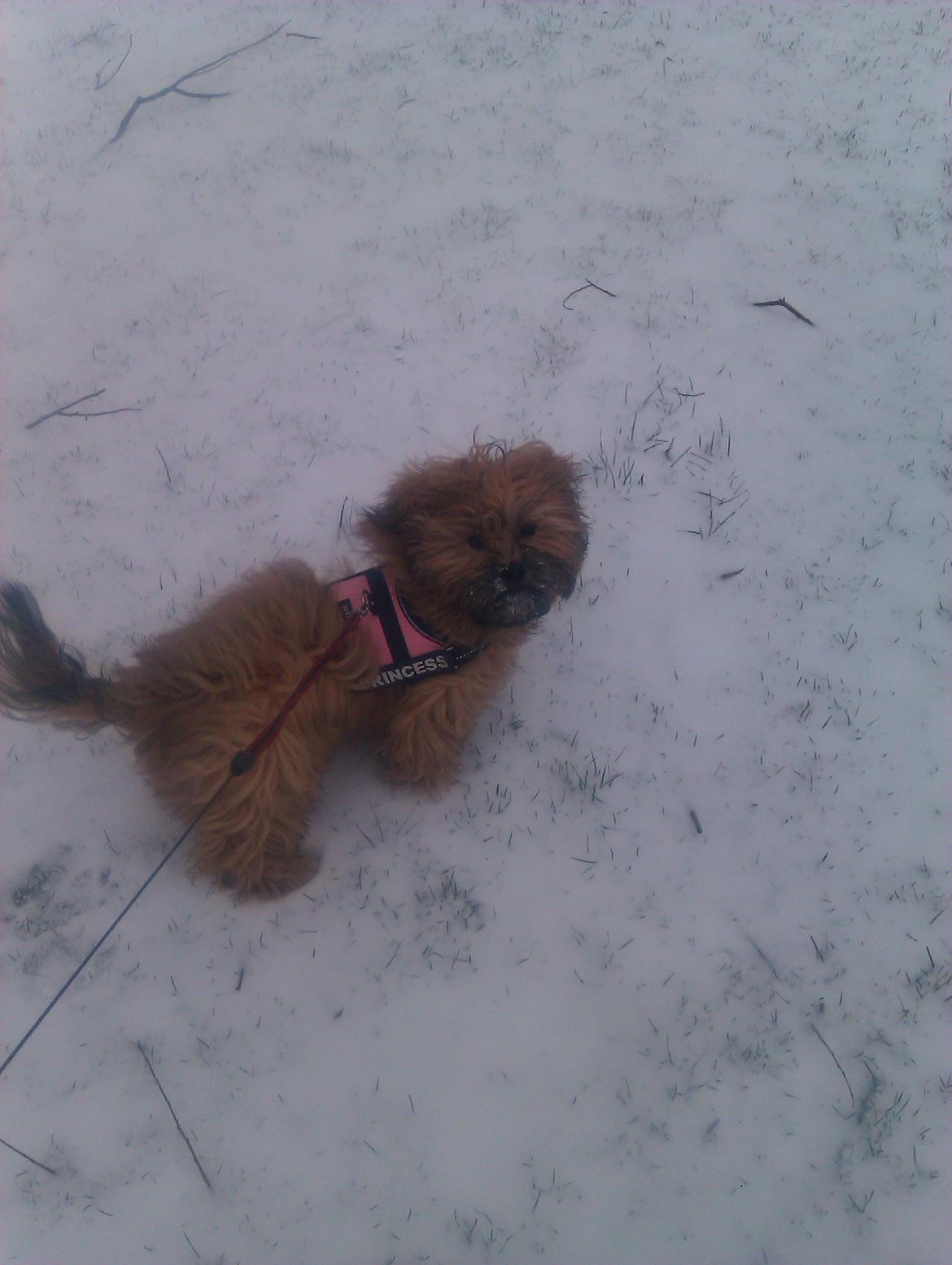 Shih tzu Tinka billede 12