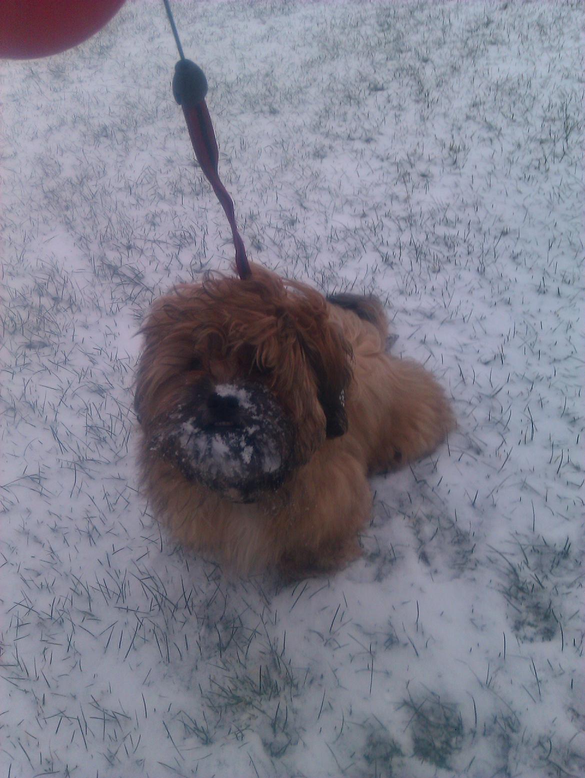 Shih tzu Tinka billede 13