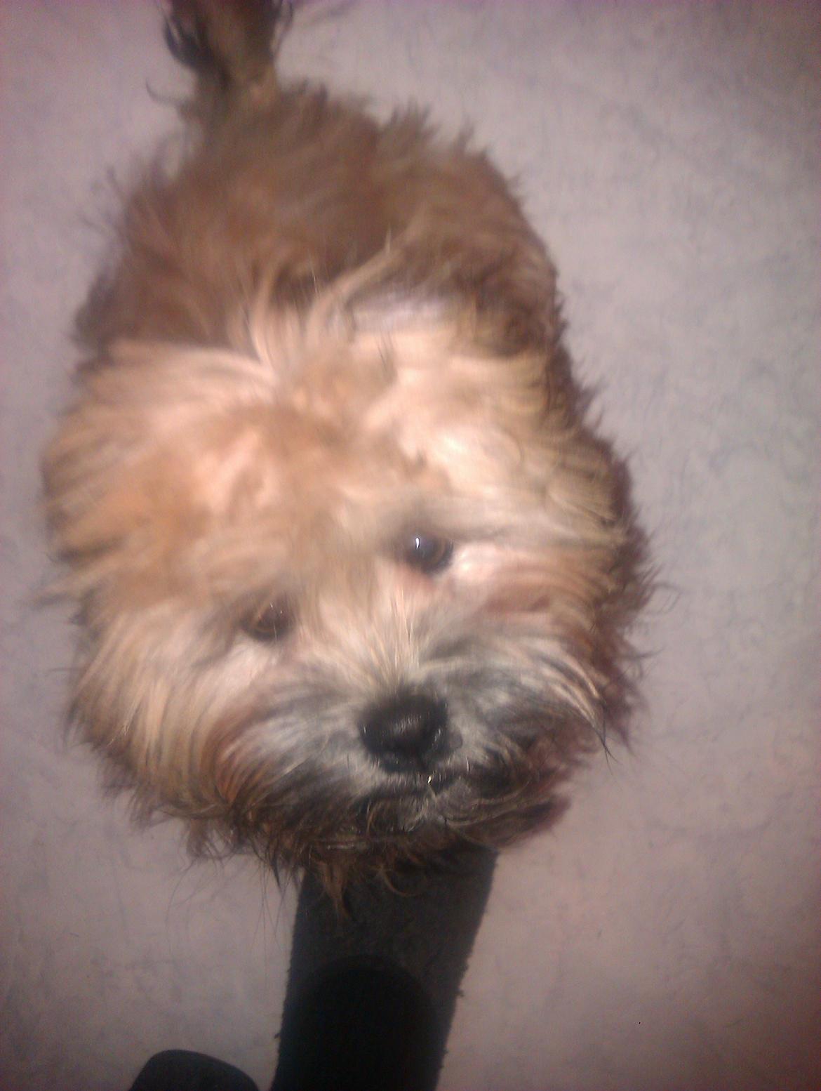 Shih tzu Tinka billede 14