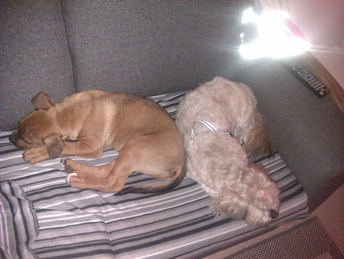 Shih tzu Tinka billede 15