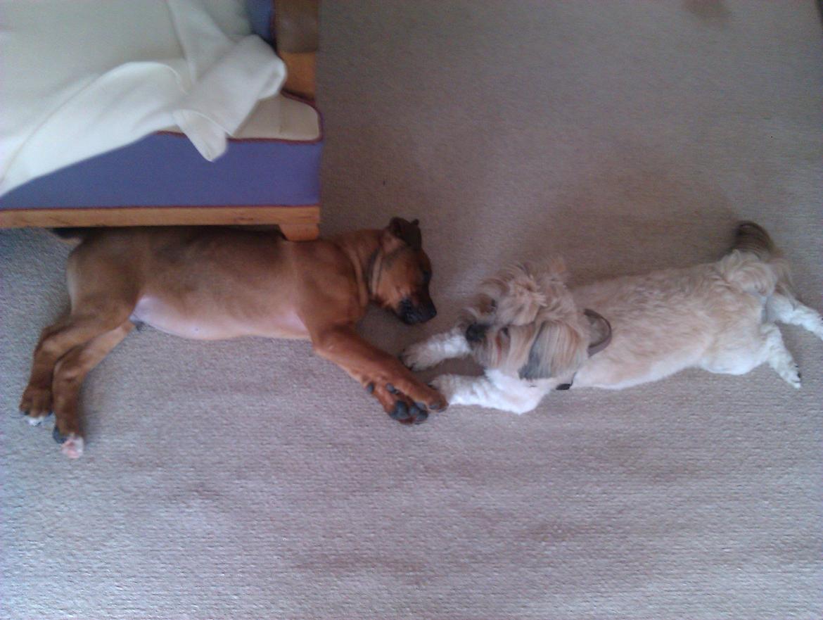 Shih tzu Tinka - tinka og marley<3 billede 17