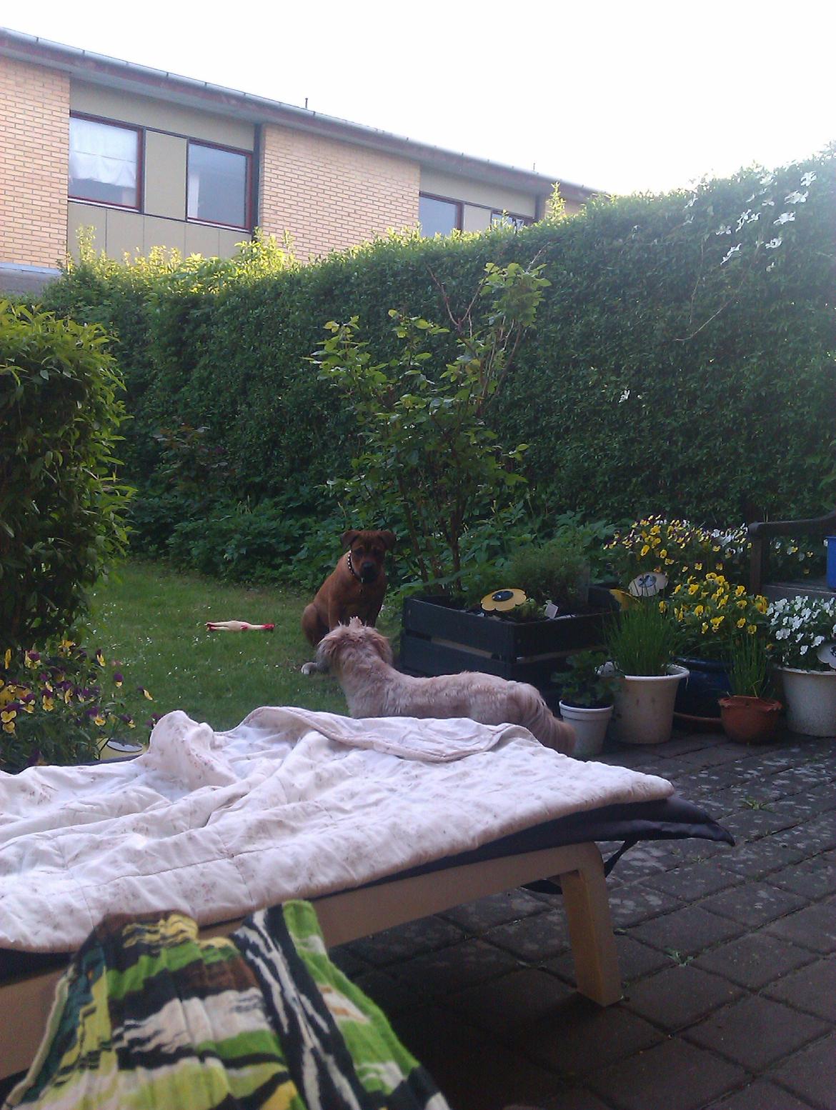 Shih tzu Tinka billede 18