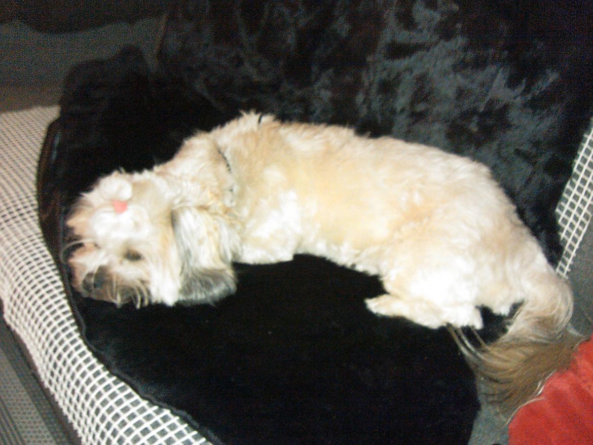 Shih tzu Tinka billede 19