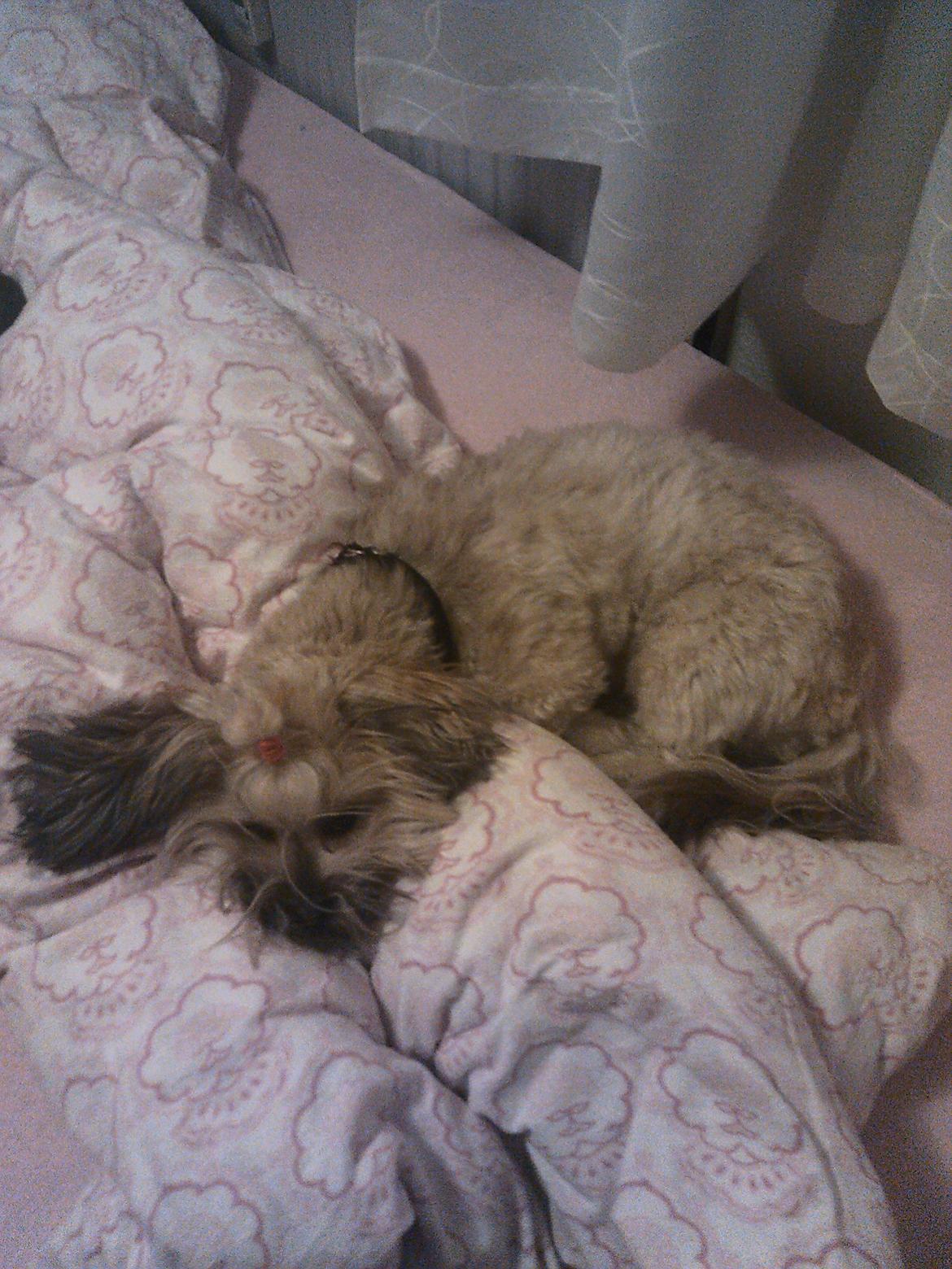 Shih tzu Tinka billede 20