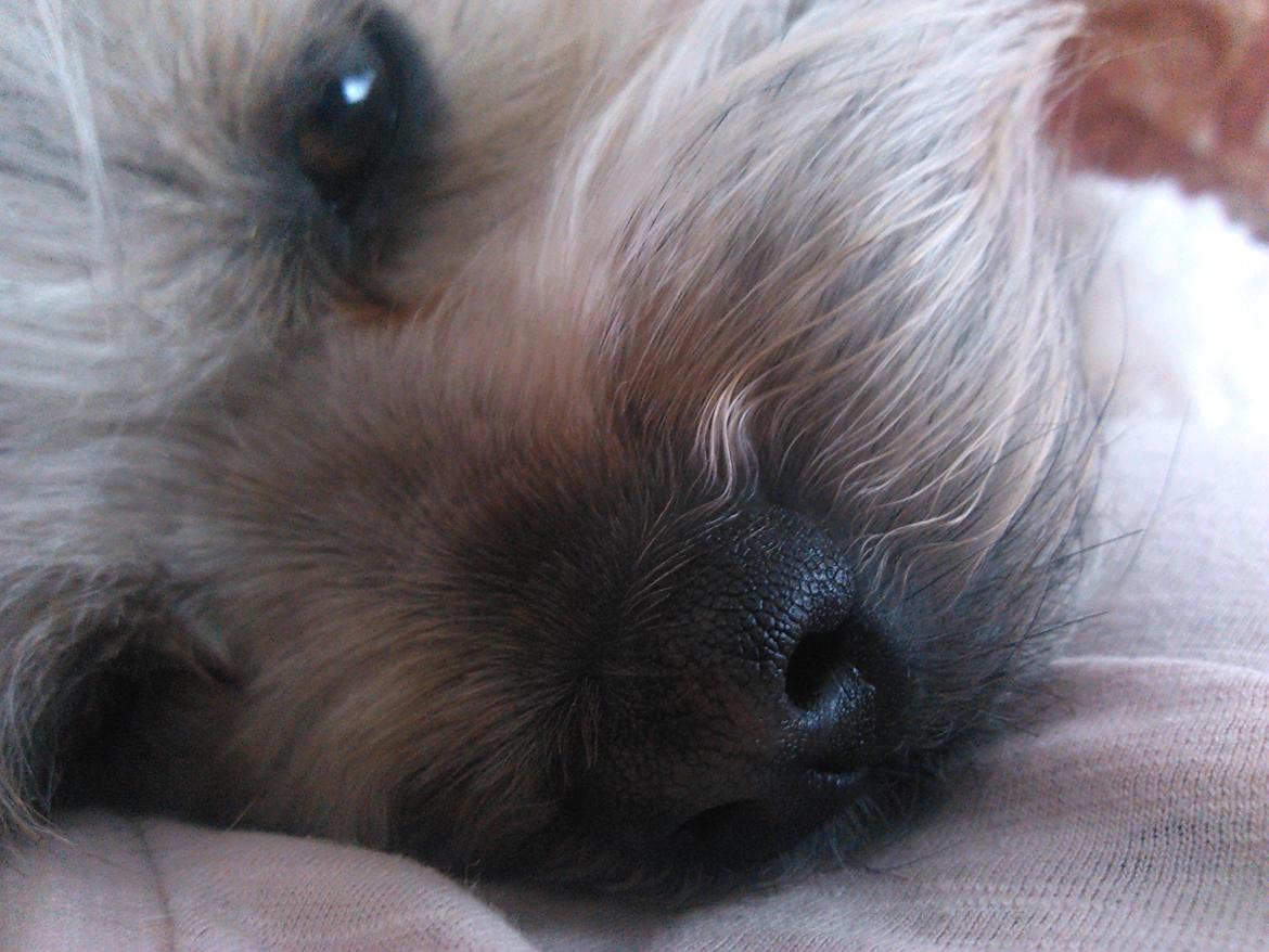 Shih tzu Tinka billede 21