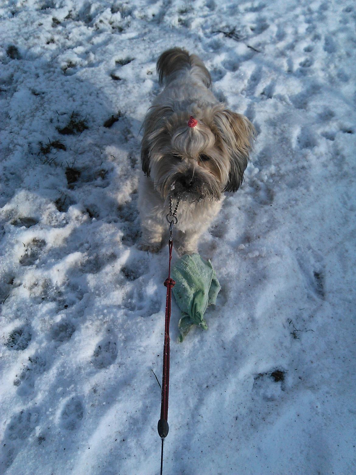 Shih tzu Tinka billede 22