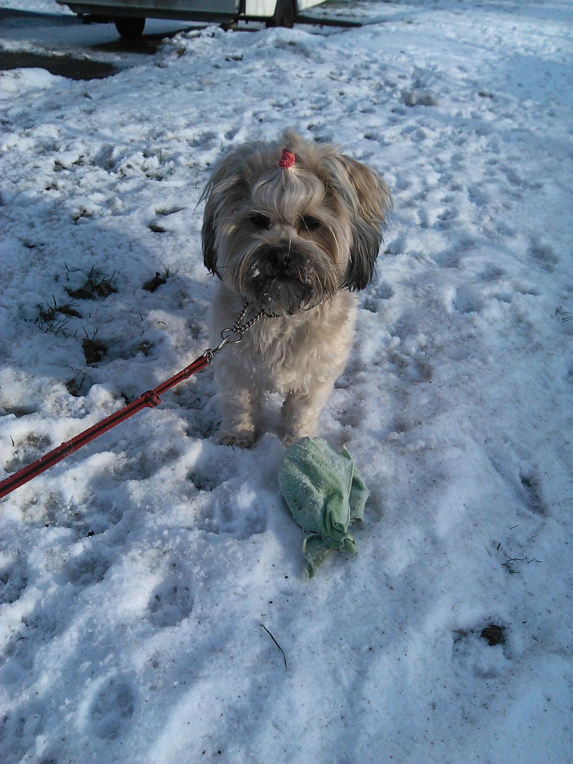 Shih tzu Tinka - min prinsesse billede 5